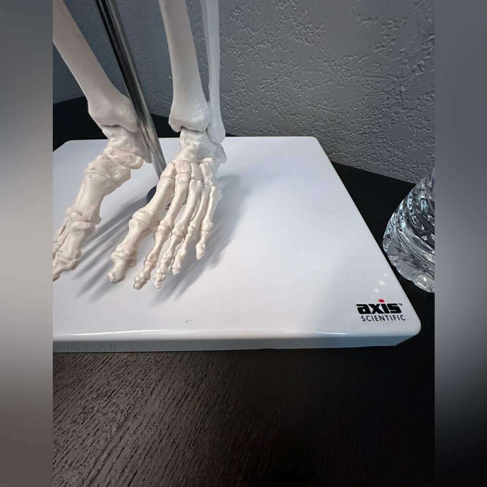 Skeleton Model - Picture 4 of 5